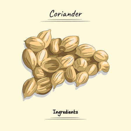 Coriander Illustration Used Ingredients For Cooking, Sketch & Vector Styleのイラスト素材