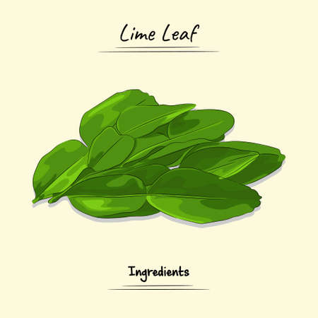 Lime Leaf Illustration, Used For Cooking Some Food, Sketch & Vector Styleのイラスト素材