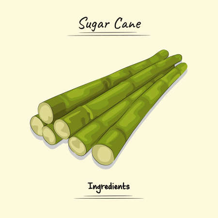 Sugar Cane Illustration Used Ingredients For Cooking Some Food, Sketch & Vector Styleのイラスト素材