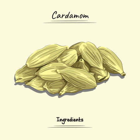 Cardamom Illustration, Ingredients For Cooking Some Food, Sketch & Vector Styleのイラスト素材