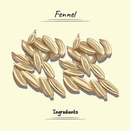 Fennel Illustration, Ingredients For Cooking Some Food, Sketch & Vector Styleのイラスト素材