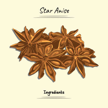 Star Anise Illustration Used Ingredients For Cooking Some Food, Sketch & Vector Styleのイラスト素材