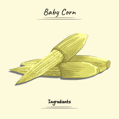 Illustration sketch and vector style of baby corn. Good to use for restaurant menu, Food recipe book and food ingredients content.のイラスト素材