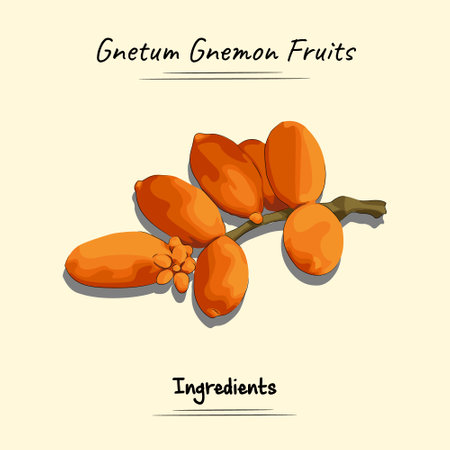 Gnetum Gnemon Fruits Illustration Sketch And Vector Style. Good to use for restaurant menu, Food recipe book and food ingredients content.のイラスト素材