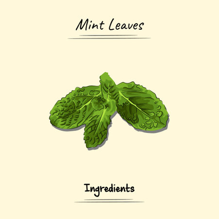 Mint Leaves Illustration Sketch And Vector Style. Good to use for restaurant menu, Food recipe book and food ingredients content.のイラスト素材