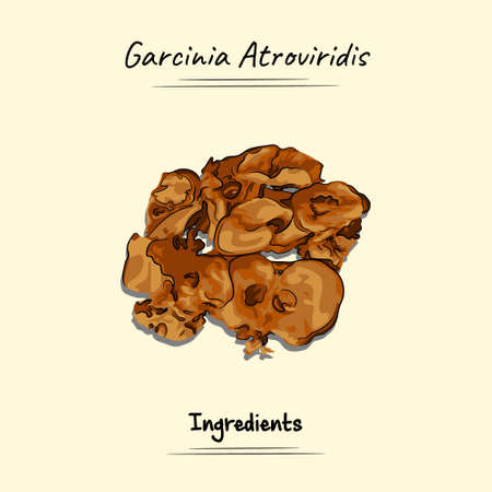 Garcinia Atroviridis Illustration Sketch And Vector Style. Good to use for restaurant menu, Food recipe book and food ingredients content.のイラスト素材