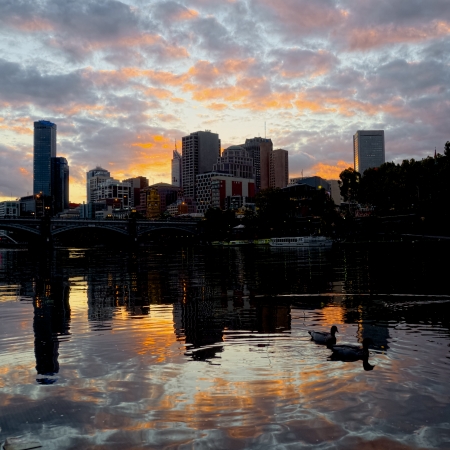 Ducks on the Yarra in Melbourneの写真素材