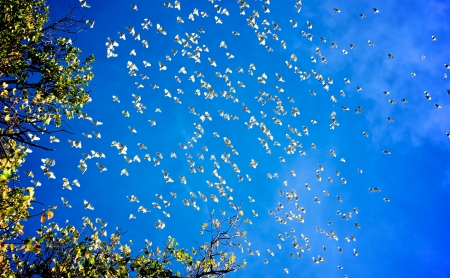flock of cockatoos flying over Melbourne in formationの写真素材