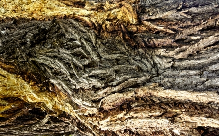 interesting close up macro picture of  elm tree barkの写真素材