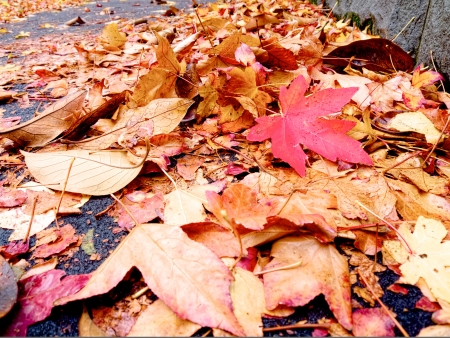 Autumn Fall leavesの写真素材