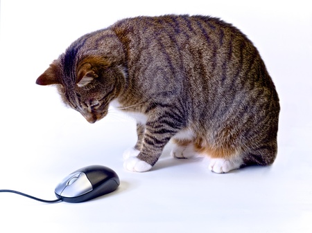 tabby cat hovering over a computer mouse on a white backgroundの写真素材