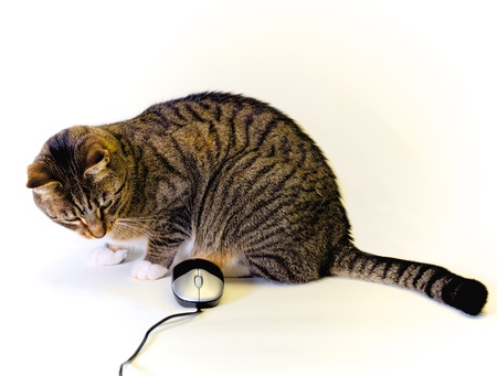 tabby cat playing with a computer mouse on a white backgroundの写真素材