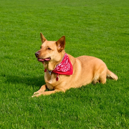 golden kelpie mixed breed dog wearing a red bandanna laying on grass as it watches its owner
の写真素材