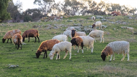 sheep grazing in victoria australia ready for sheeringの写真素材
