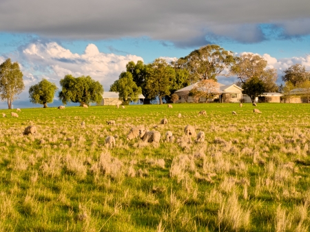some very nervous sheep on a farm in Victoria Australiaの写真素材