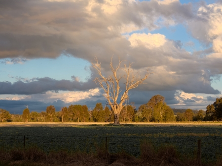 lonely dead tree in the middle of an aussie paddockの写真素材