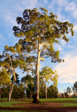 gum tree and cloudy blue sky in melbourneの写真素材