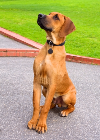 young Rhodesian ridgeback sitting obediently watching its masterの写真素材
