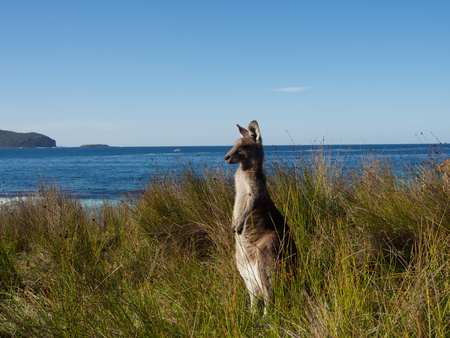 kangaroo keeping watch at the beachの写真素材