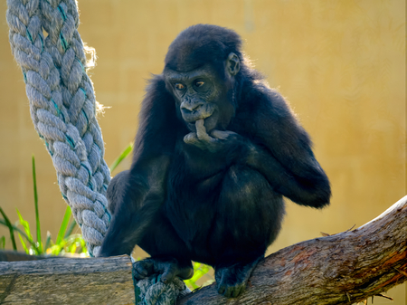 guilty looking juvenile western lowland gorillaの写真素材