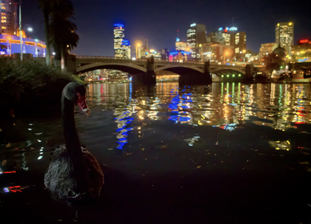 close up of swan with melbourne の写真素材