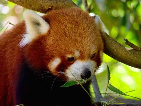 lovely looking red land eating bambooの写真素材