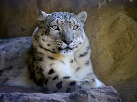 snow leopard relaxing in an australian zooの写真素材