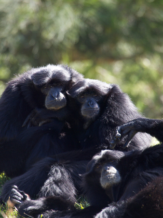 three friendly  gibbons relaxing in the sun