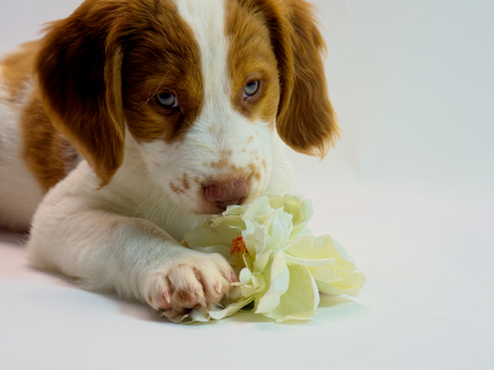 beautiful brittany puppy smelling  a pretty flowerの写真素材