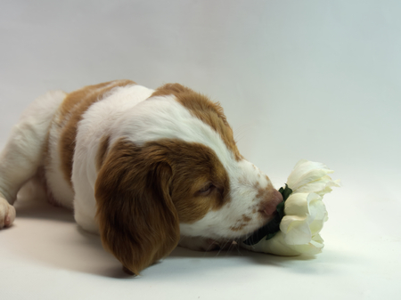 10 week old brittany puppy smelling a flowerの写真素材