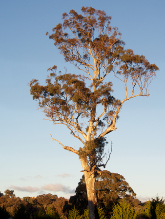 australian gum tree on a sunny winter morningの写真素材