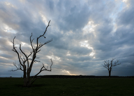 Silhouette of a dead tree in rural Victoria Australia with a cloudy sky on a Winters dayの写真素材