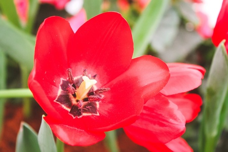 Flower orchidsの素材