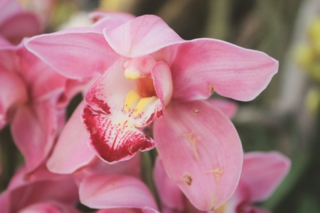 Beautiful flowers orchidの素材