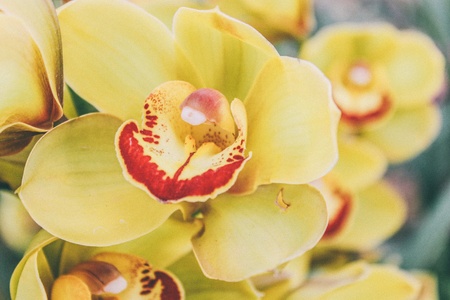 Beautiful flowers orchidの素材