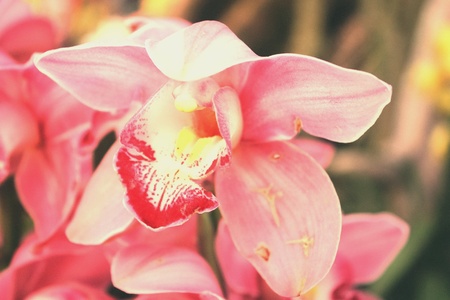 Beautiful orchidの素材