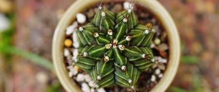 Top view of cactus in pot on blurred background, panoramic shot