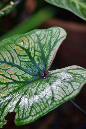 Caladium bicolor leaves with water drops. Caladium bicolor leaves.の写真素材
