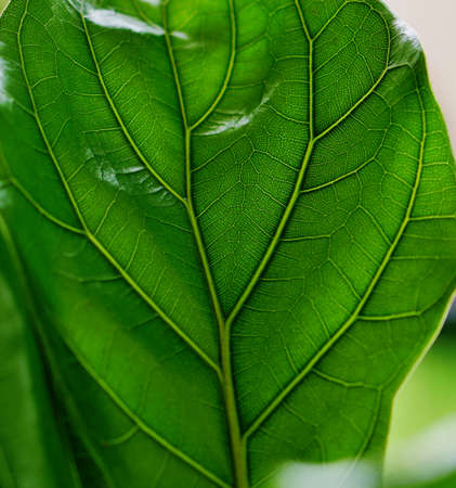 Close up of a green leaf with veins and patterns. Natural background.の写真素材