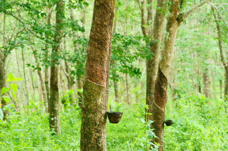 Rubber  plantationの写真素材