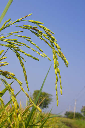 Paddy  rice  close-upの写真素材