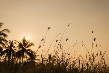 Evening on the grassの写真素材