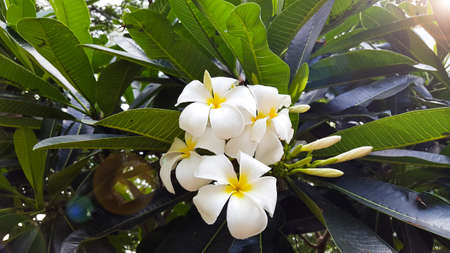 A branch of Sonchampa flowers with its leavesの写真素材