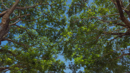 Under  rain trees leaves with blue sky backgroundの写真素材