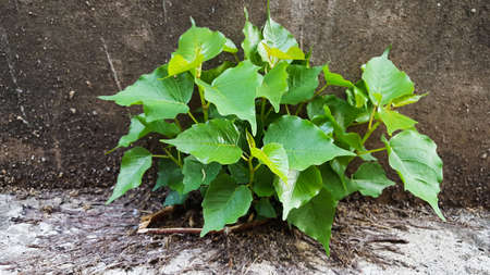 A group of Bodhi trees grows at the base of a fence of the house, fortunately the group may be carried by birds.の写真素材