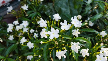 A bunch of Gardenia Crape Jasmine bloomsの写真素材
