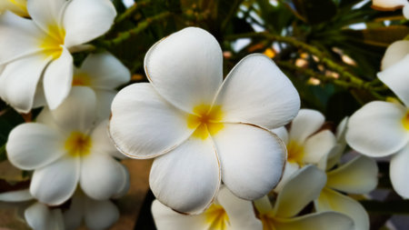 Plumeria bloom with their white mean fresh, sincerity and happiness, these can relate to a celebration of pride month.の写真素材