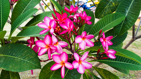 Plumeria bloom with their red and white mean fresh, sincerity and happiness, concept for celebration of pride month.の写真素材