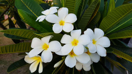 Plumeria bloom with their white mean fresh, sincerity and happiness, these can relate to a celebration of pride month.の写真素材