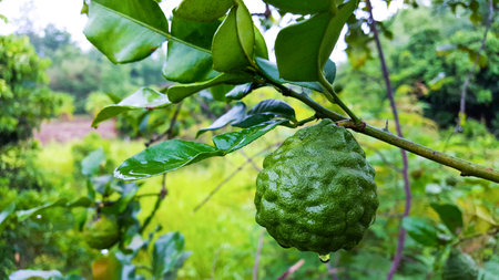 Green Kaffir lime soaked with rain water after raining.